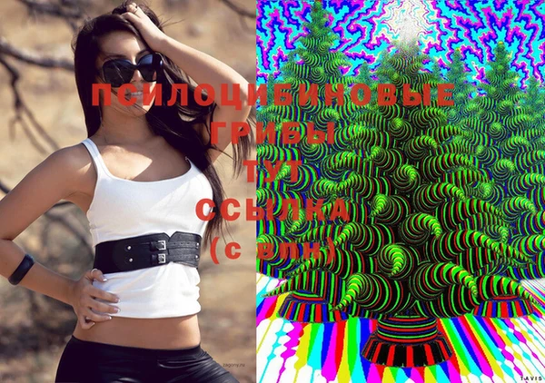 стаф Нефтекумск