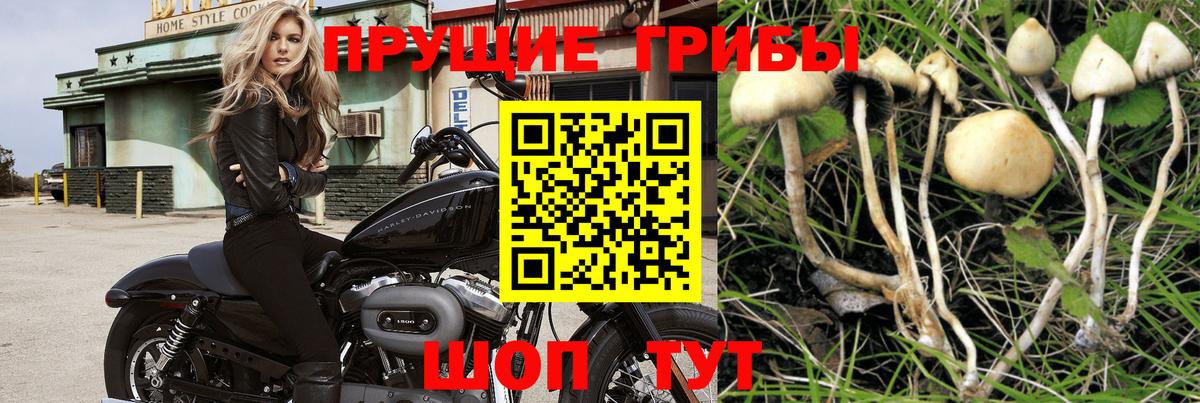 Псилоцибиновые грибы прущие грибы  Кандалакша 